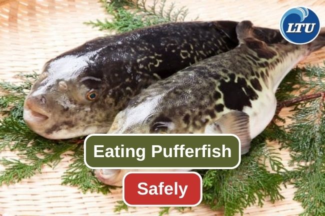 Tips For Safely Eating Pufferfish